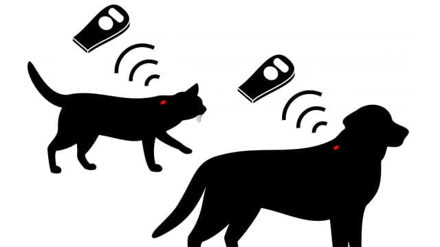 kedi kopek pet hatvanlarina microcip uygulamasi